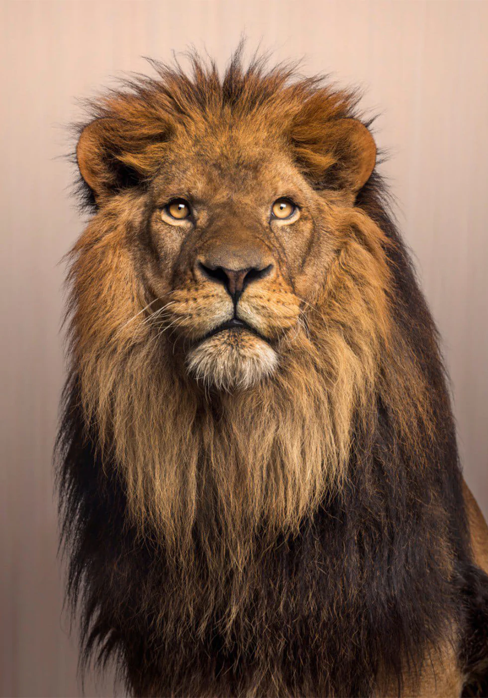 Poster „Majestätischer Löwe“ - Posterbox.dk