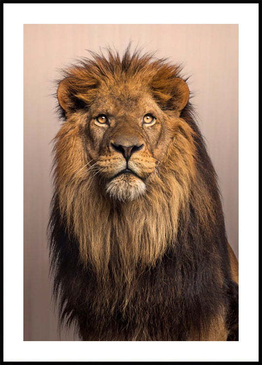 Poster „Majestätischer Löwe“ - Posterbox.dk