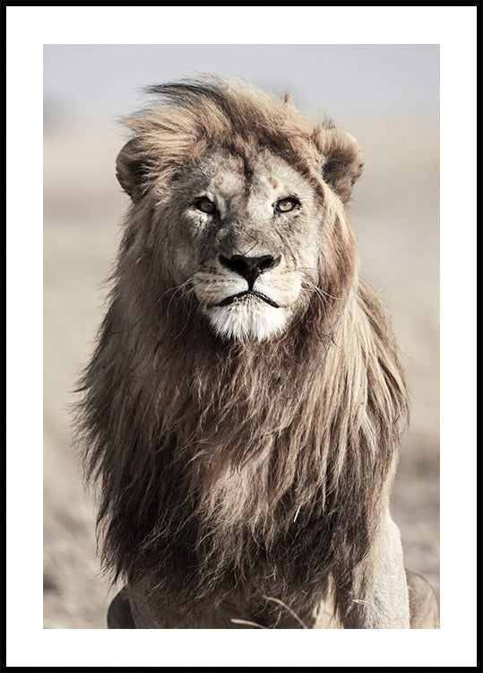 Poster „Majestätischer Löwe“ - Posterbox.dk
