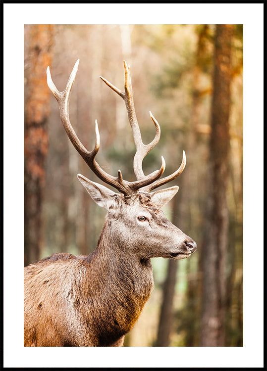 Majestätisches Rotwild-Hirsch-Poster - Posterbox.dk