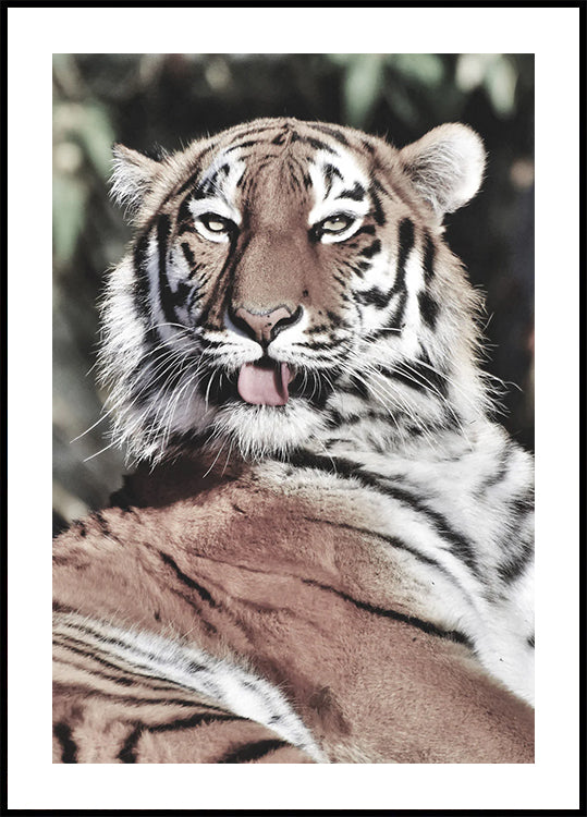 Poster „Majestätischer Tiger“ - Posterbox.dk