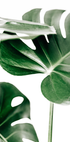 Monstera-Blätter-Poster - Posterbox.dk