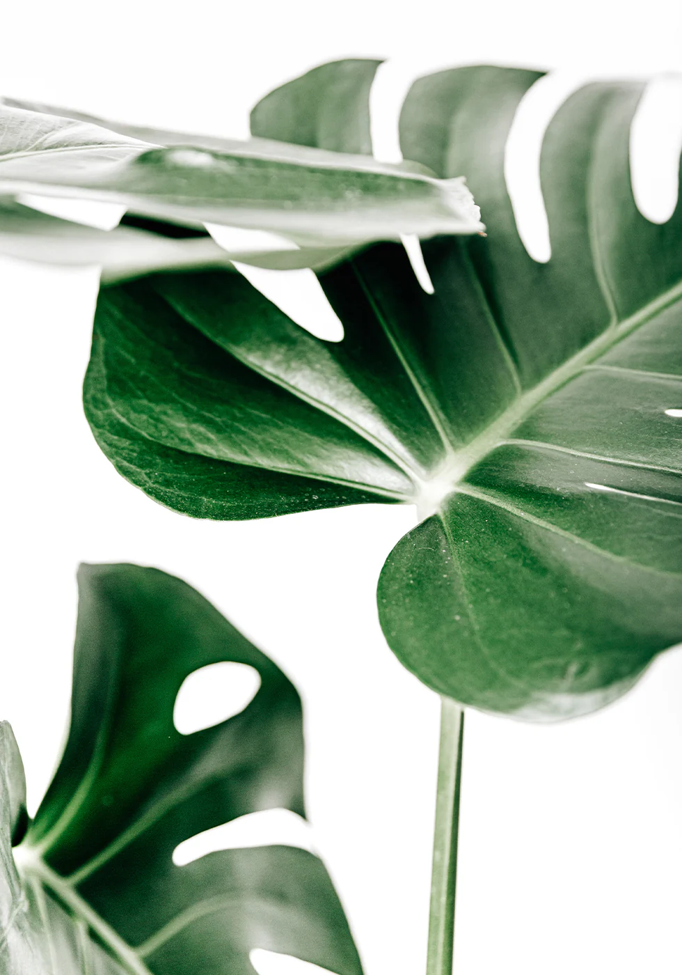 Monstera-Blätter-Poster - Posterbox.dk