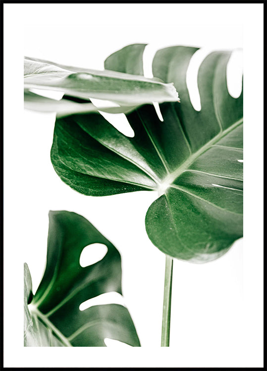 Monstera-Blätter-Poster - Posterbox.dk