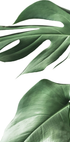 Monstera-Blätter-Poster - Posterbox.dk