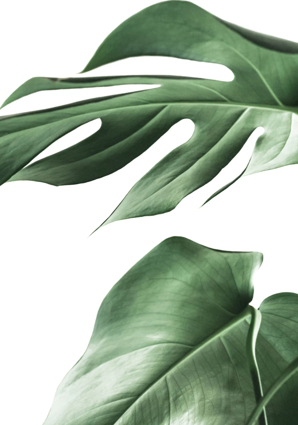 Monstera-Blätter-Poster - Posterbox.dk