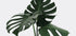 Monstera-Pflanze Nr. 1 Poster - Posterbox.dk