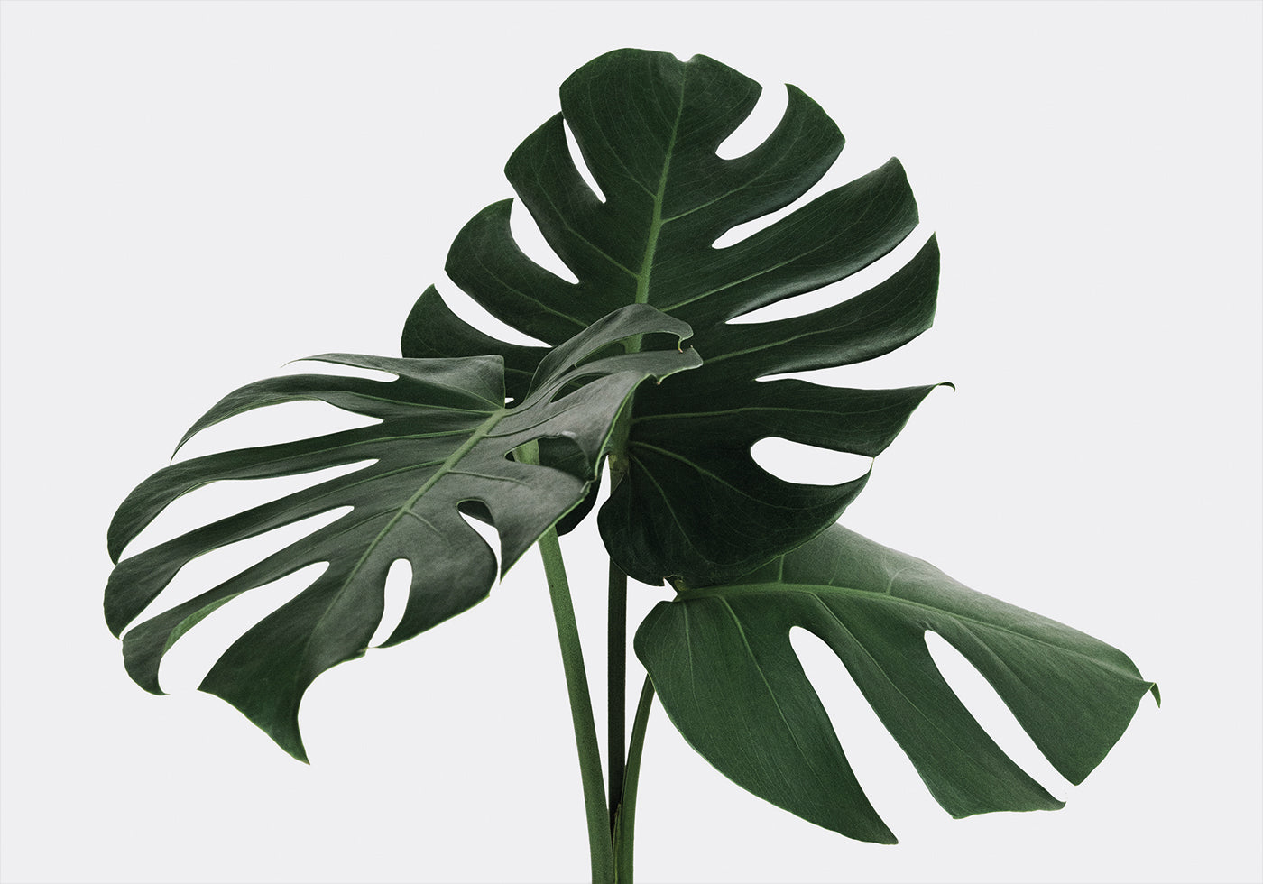 Monstera-Pflanze Nr. 1 Poster - Posterbox.dk
