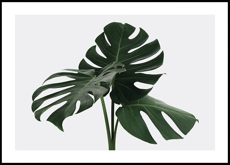 Monstera-Pflanze Nr. 1 Poster - Posterbox.dk