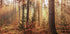 Geheimnisvolles Licht des Herbstwaldes Poster - Posterbox.dk