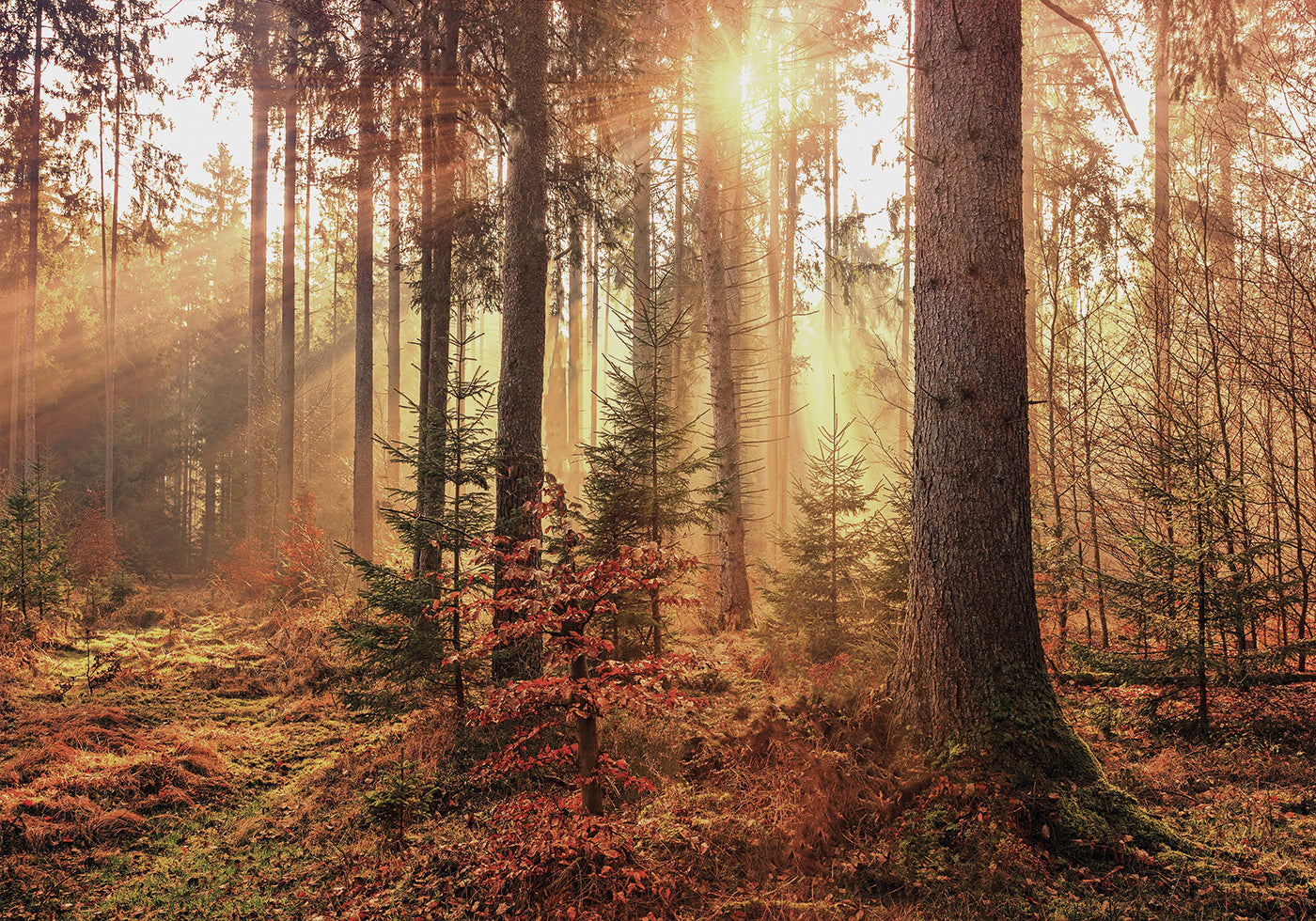 Geheimnisvolles Licht des Herbstwaldes Poster - Posterbox.dk