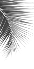 Palmblatt in Monochrom Poster - Posterbox.dk