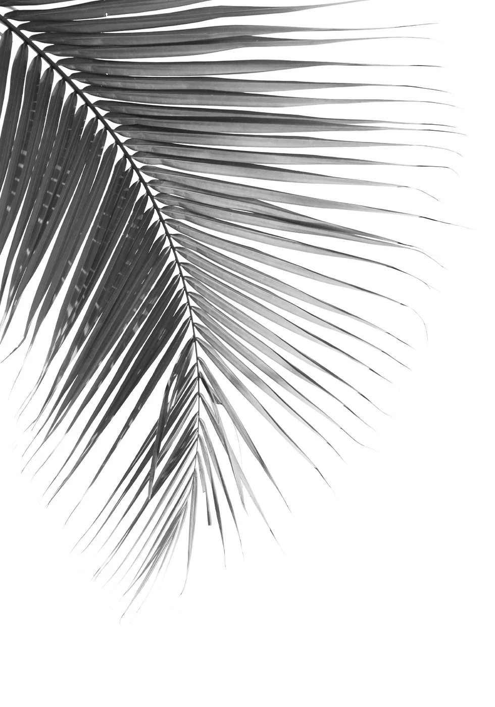 Palmblatt in Monochrom Poster - Posterbox.dk