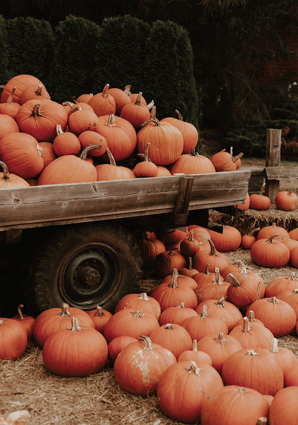 Pumpkin Patch Truck Poster - Posterbox.dk