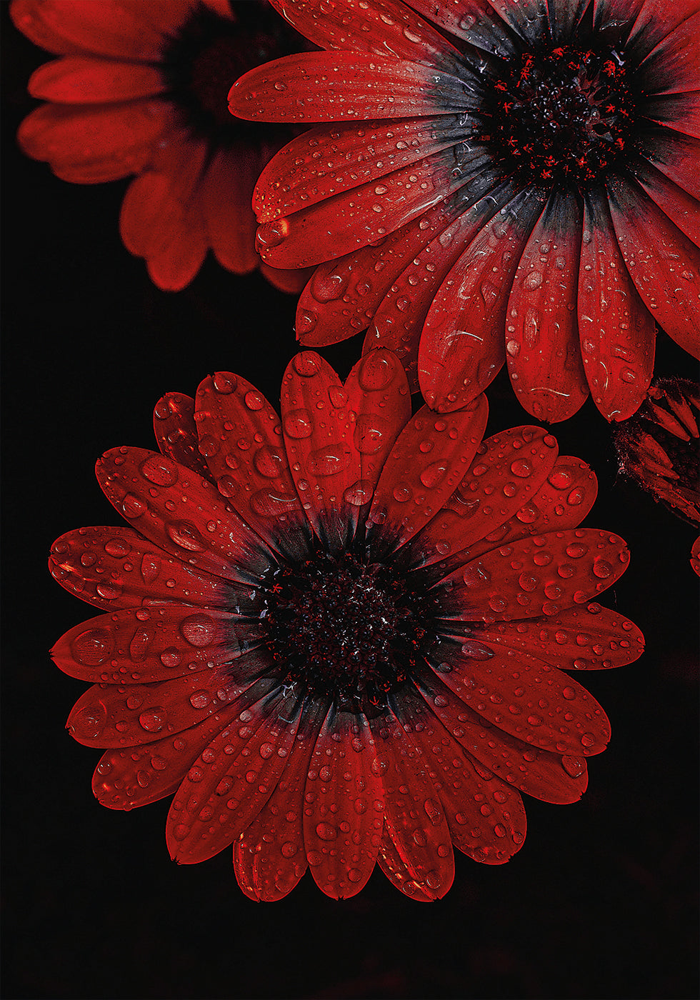 Rote Dimorphotheca-Blüten mit Wassertropfen Poster - Posterbox.dk