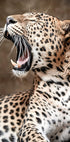 Brüllender Leopard in der Natur Poster - Posterbox.dk
