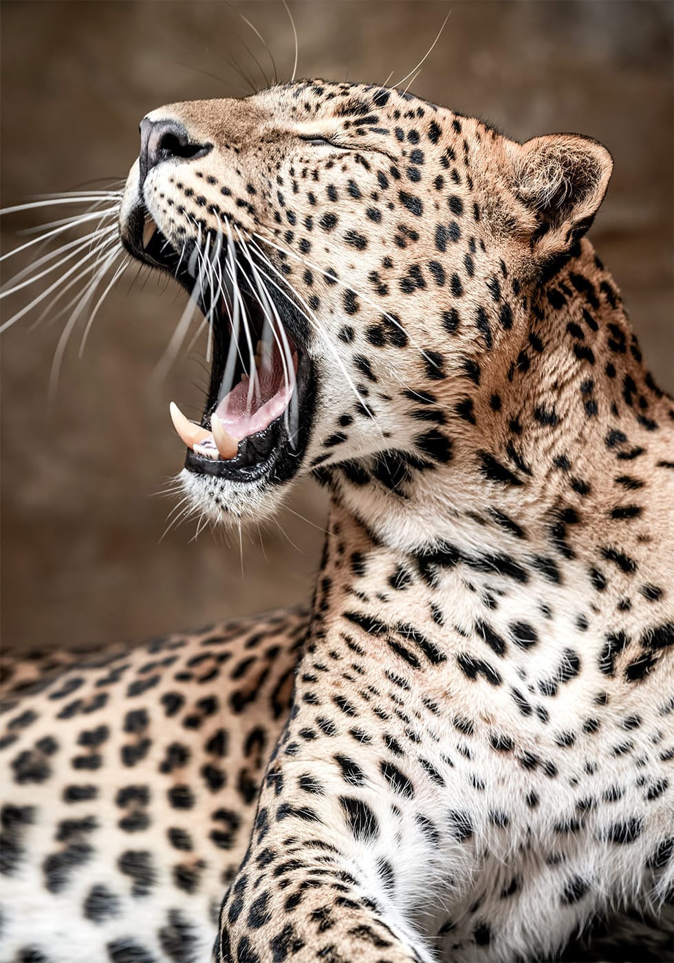 Brüllender Leopard in der Natur Poster - Posterbox.dk