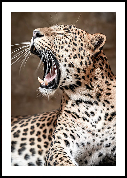 Brüllender Leopard in der Natur Poster - Posterbox.dk