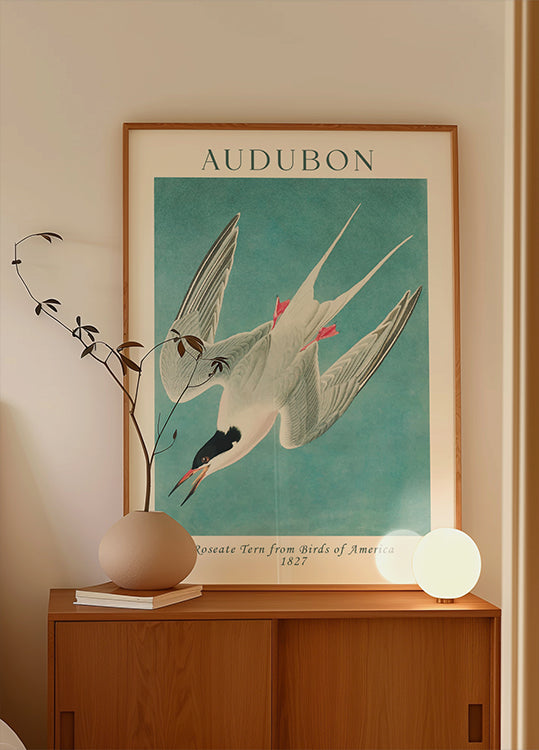 Rosenseeschwalbe von Birds of America Audubon Poster - Posterbox.dk