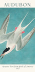Rosenseeschwalbe von Birds of America Audubon Poster - Posterbox.dk