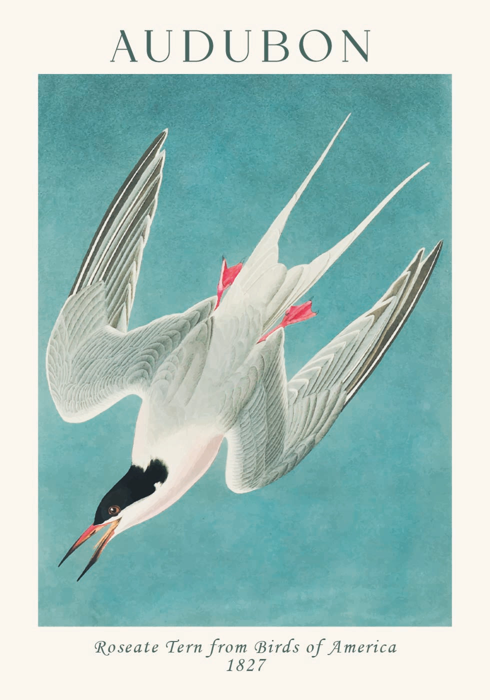 Rosenseeschwalbe von Birds of America Audubon Poster - Posterbox.dk