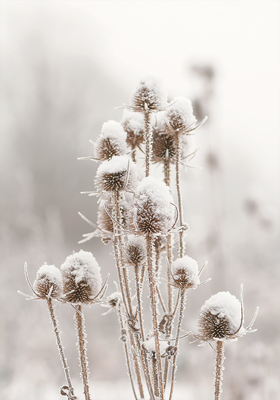 ein Haufen Pflanzen, die mit Schnee bedeckt sind