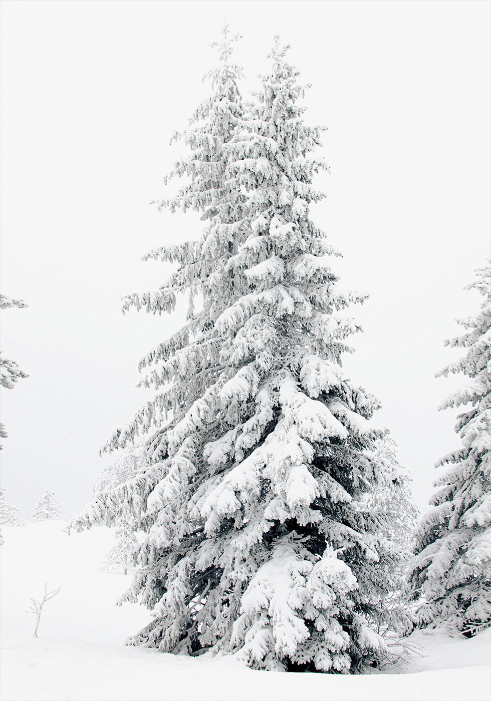 Poster „Schneebedeckte Kiefern“ - Posterbox.dk