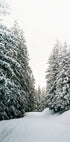 Verschneite Straße durch immergrünen Wald Poster - Posterbox.dk