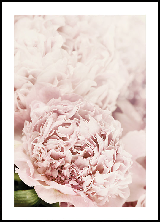 eine Nahaufnahme einer rosa Blume mit weißem Hintergrund