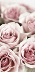 Zartrosa Rosen-Poster - Posterbox.dk