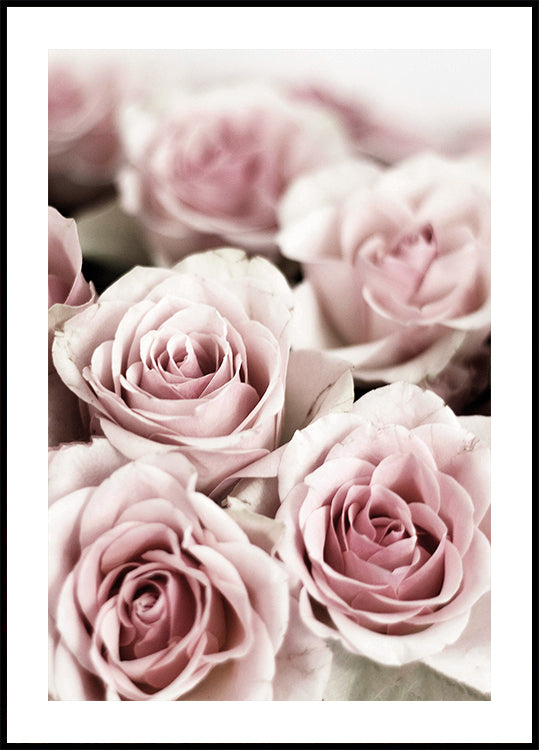 Zartrosa Rosen-Poster - Posterbox.dk