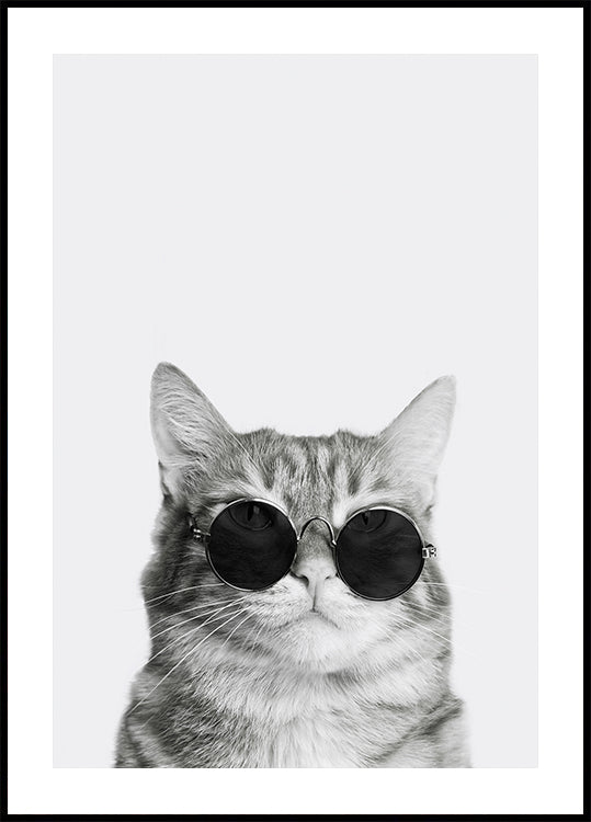 Anspruchsvolle Katze mit Sonnenbrille Poster - Posterbox.dk