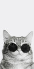Anspruchsvolle Katze mit Sonnenbrille Poster - Posterbox.dk