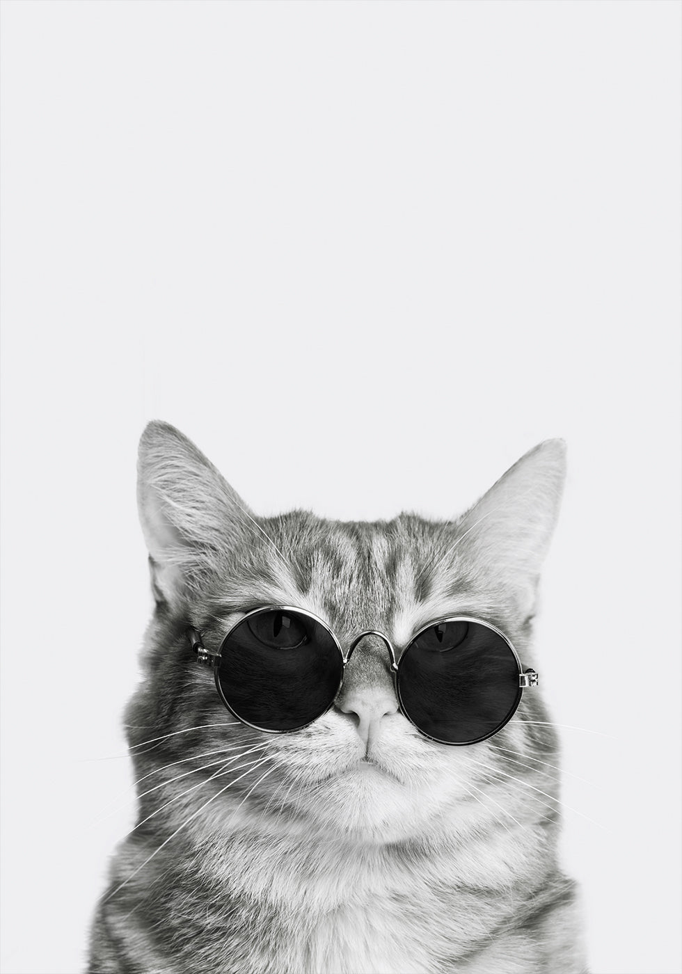 Anspruchsvolle Katze mit Sonnenbrille Poster - Posterbox.dk