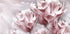Poster mit zartrosa Tulpen - Posterbox.dk