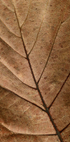 Strukturiertes Trockenblatt-Poster - Posterbox.dk