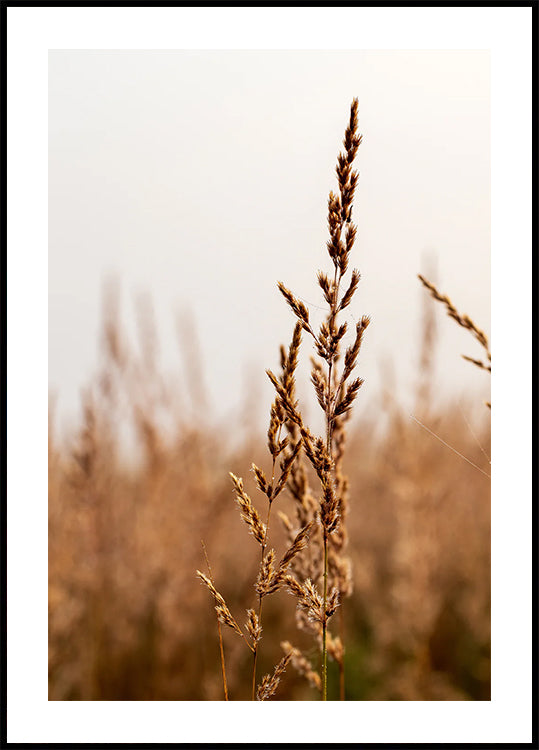 Ruhiges Strandgras-Poster - Posterbox.dk