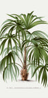 Vintage Palme Nr. 1 Poster - Posterbox.dk