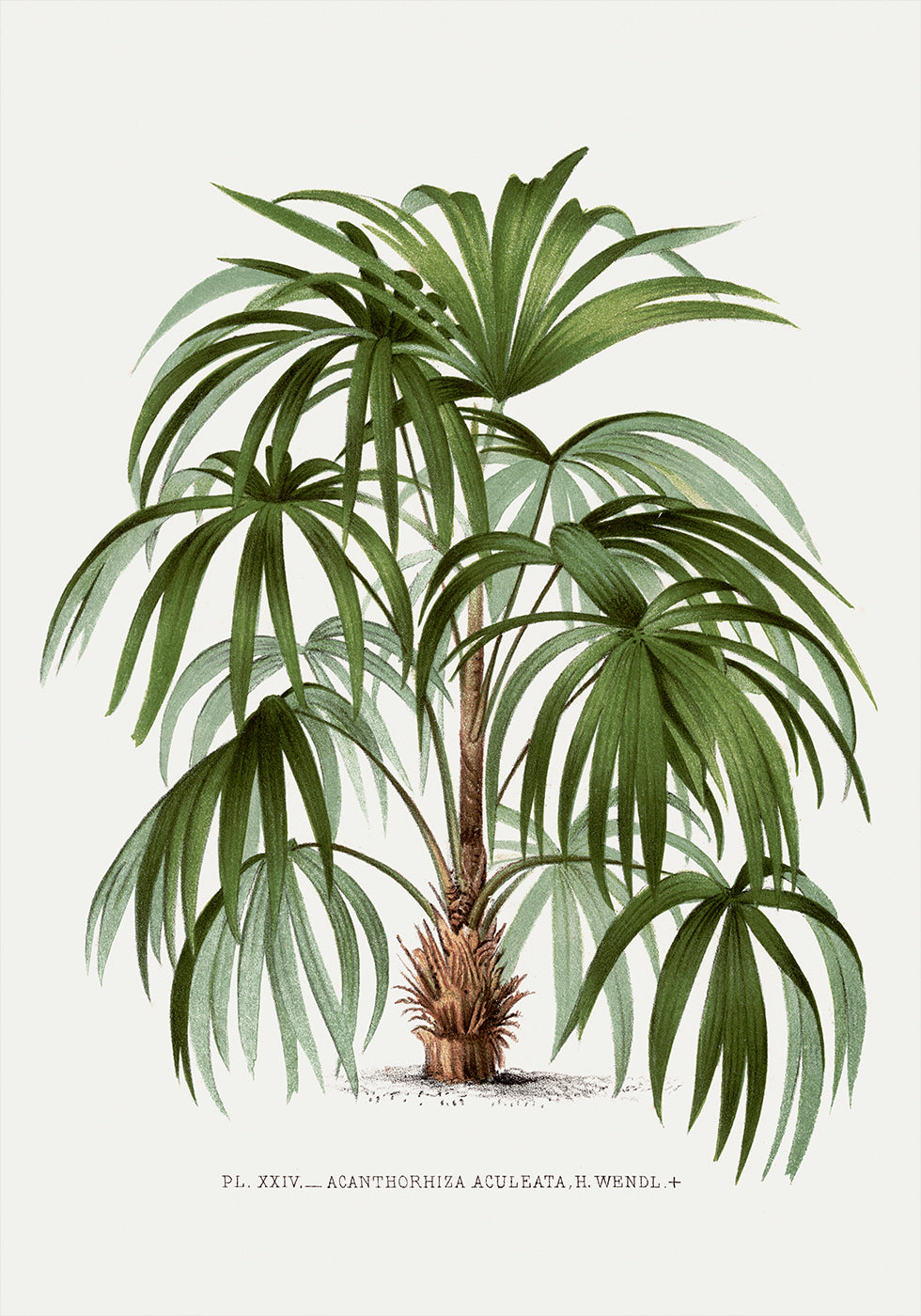 Vintage Palme Nr. 1 Poster - Posterbox.dk