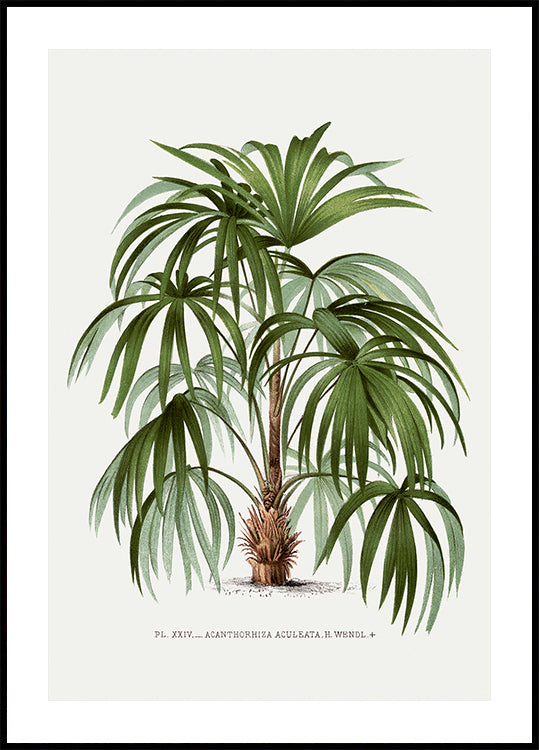 Vintage Palme Nr. 1 Poster - Posterbox.dk