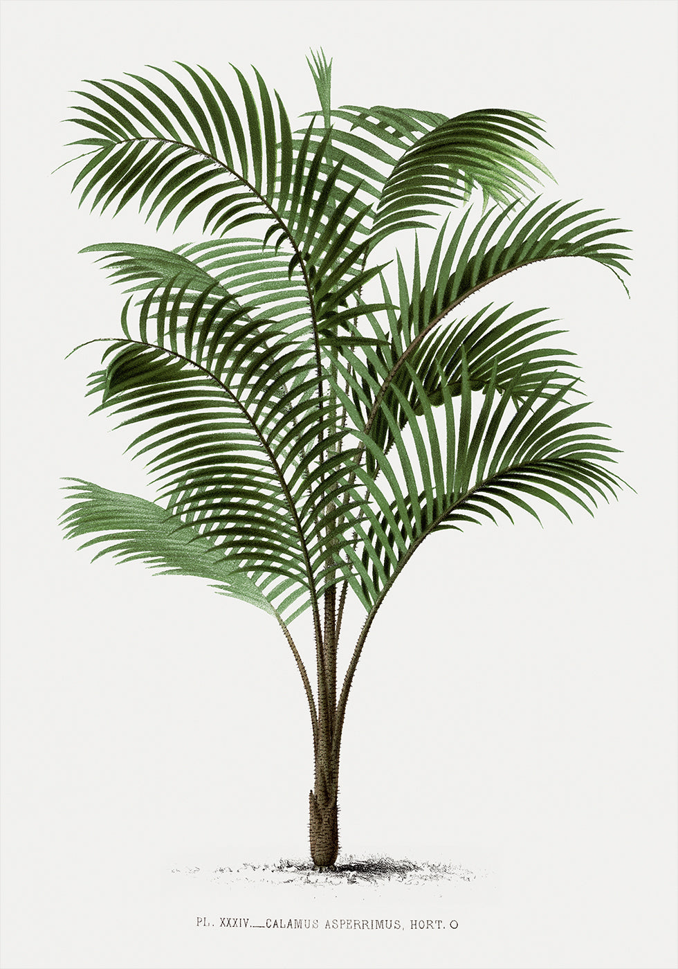 Vintage Palme Nr. 2 Poster - Posterbox.dk