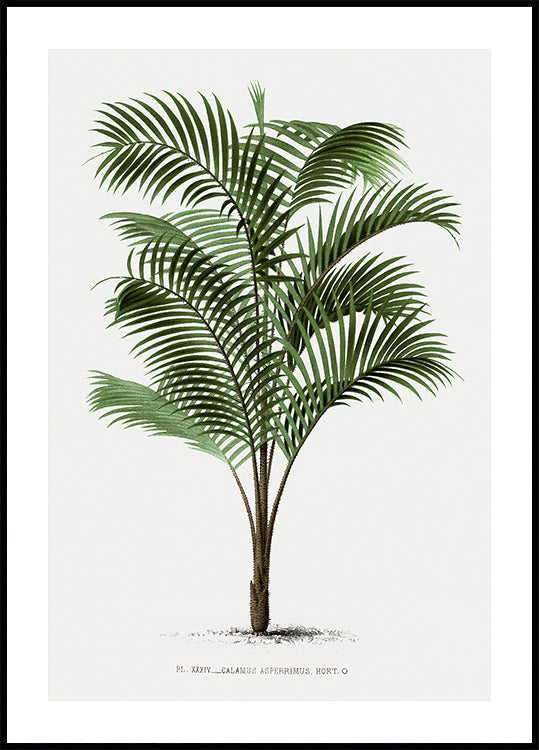 Vintage Palme Nr. 2 Poster - Posterbox.dk