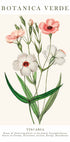Viscaria Botanisches Poster - Posterbox.dk