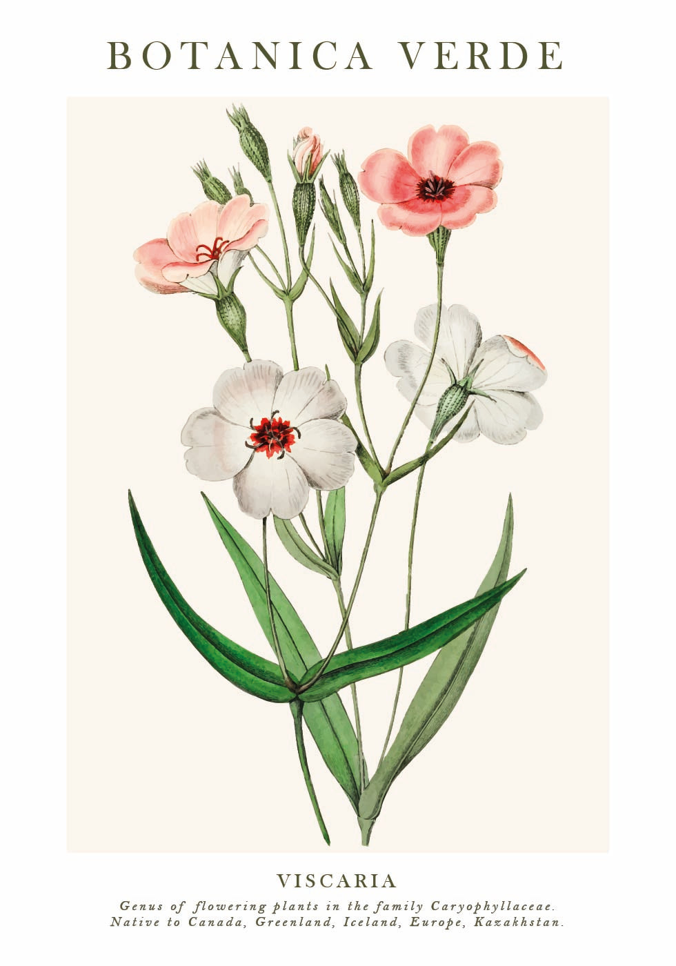 Viscaria Botanisches Poster - Posterbox.dk
