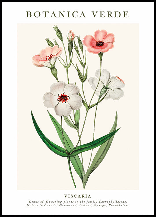 Viscaria Botanisches Poster - Posterbox.dk