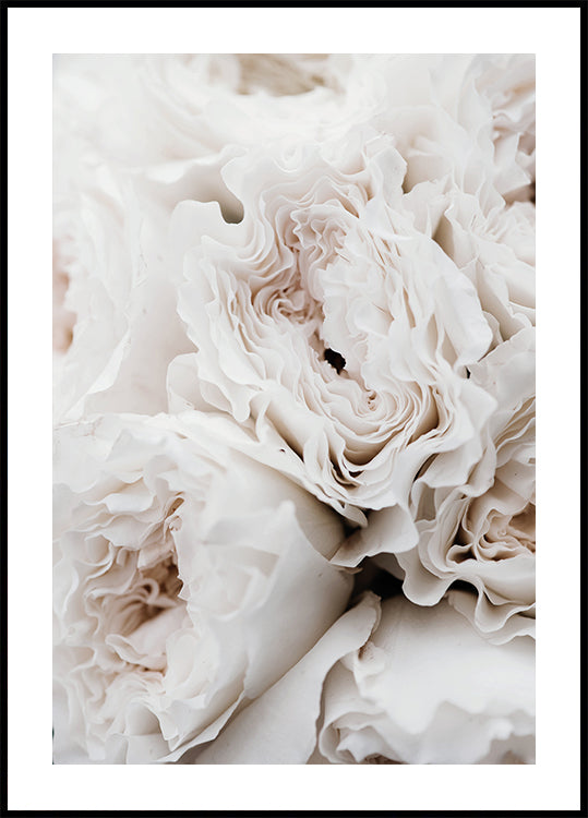 Poster mit weißen blühenden Rosen - Posterbox.dk