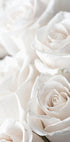 Poster mit weißen blühenden Rosen - Posterbox.dk