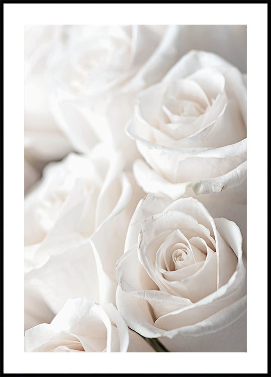 Poster mit weißen blühenden Rosen - Posterbox.dk