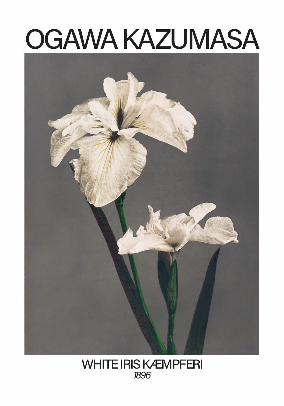 Weißer Iris-Druck, Ogawa Kazumasa Poster - Posterbox.dk