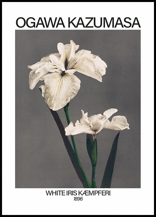 Weißer Iris-Druck, Ogawa Kazumasa Poster - Posterbox.dk